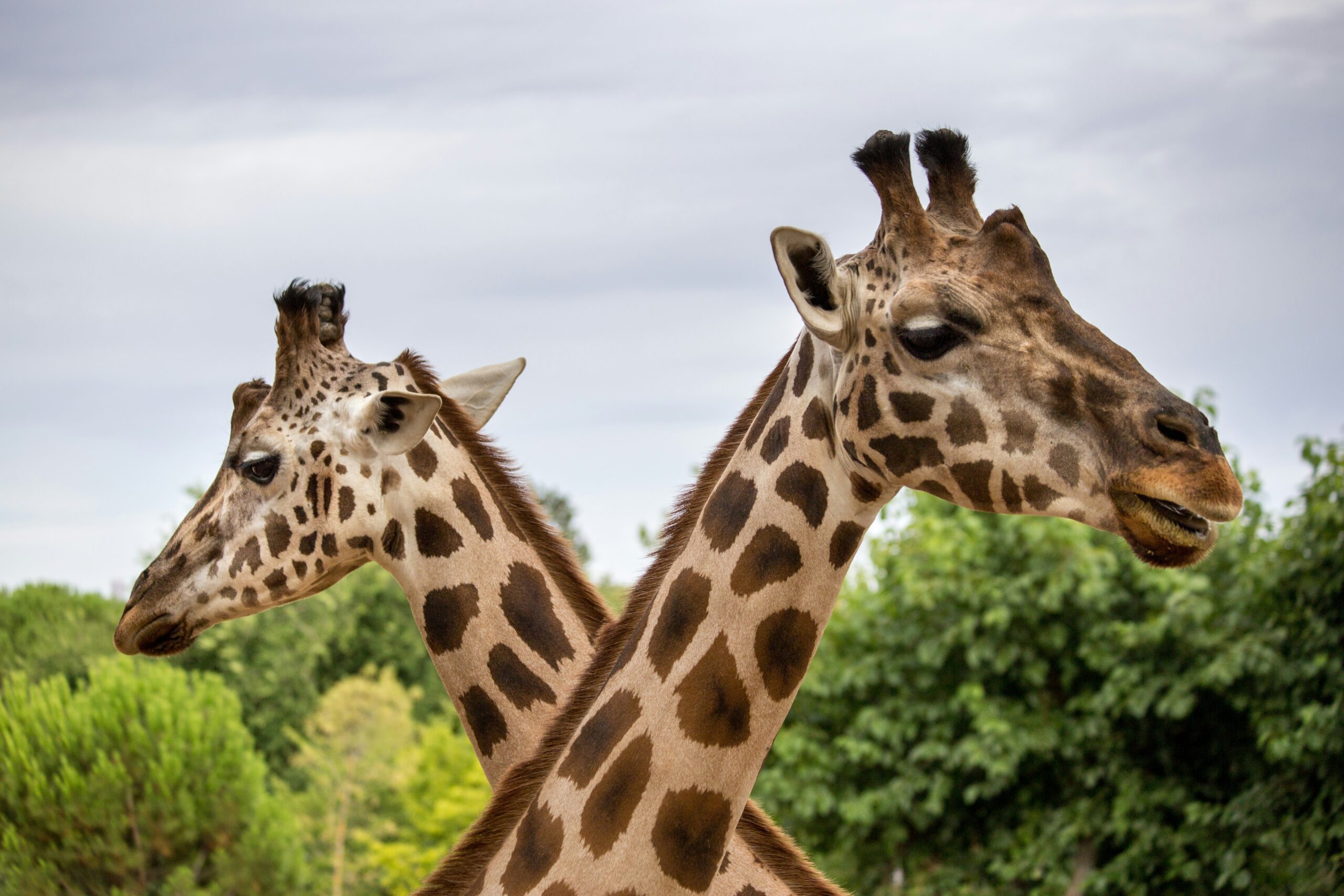 GDL Zoo